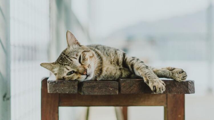 Φρικαλεότητα άνευ ορίων στην Πετρούπολη: Άγνωστος καίει γάτες με καυτό λάδι!