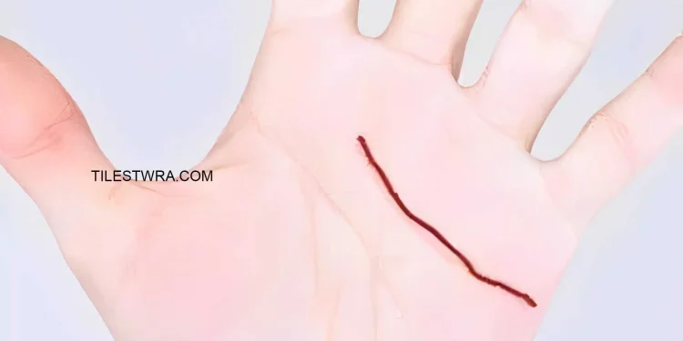 Οι γραμμές στα χέρια μας αποκαλύπτουν πτυχές της προσωπικότητα μας και της υγείας μας.