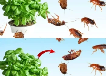 Βάλτε το για 1 ώρα στο σπίτι σας, δεν θα δείτε ποτέ ξανά μύγες, κουνούπια ή κατσαρίδες