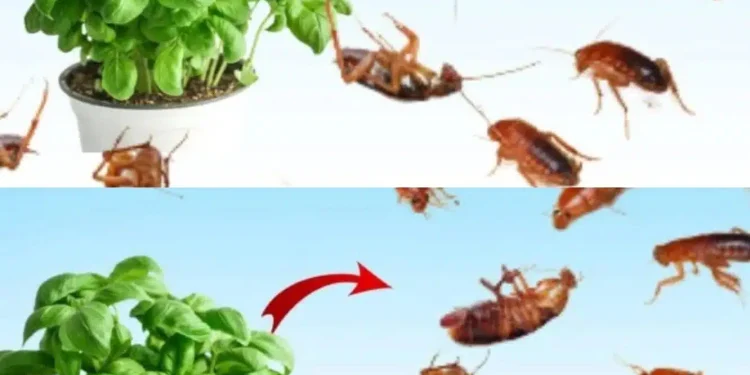 Βάλτε το για 1 ώρα στο σπίτι σας, δεν θα δείτε ποτέ ξανά μύγες, κουνούπια ή κατσαρίδες