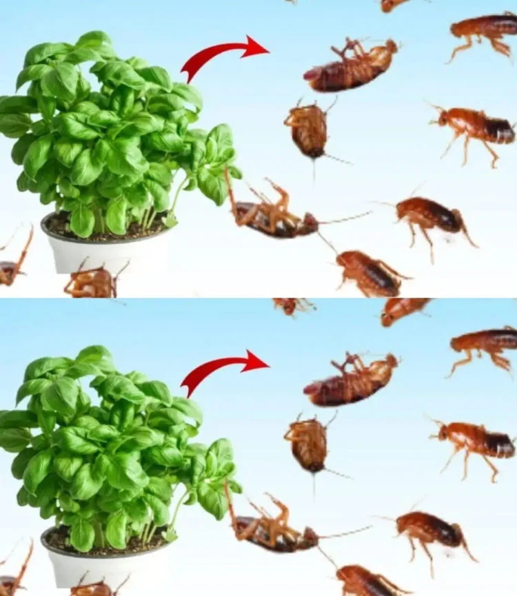 Βάλτε το για 1 ώρα στο σπίτι σας, δεν θα δείτε ποτέ ξανά μύγες, κουνούπια ή κατσαρίδες