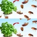 Βάλτε το για 1 ώρα στο σπίτι σας, δεν θα δείτε ποτέ ξανά μύγες, κουνούπια ή κατσαρίδες