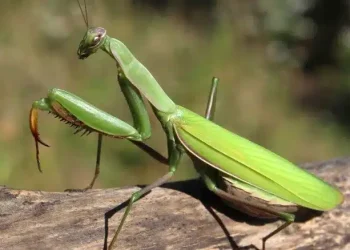 Όταν αυτό το έντομο προσγείωνεται πάνω σας, να τι θέλει να πει το σύμπαν