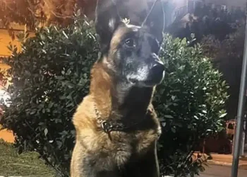 Λιμενικό: Θλίψη για τον θάνατο του Κανέλλου, του θρυλικού λαγωνικού Κ9 – «Μάγκας μέχρι την τελευταία στιγμή»