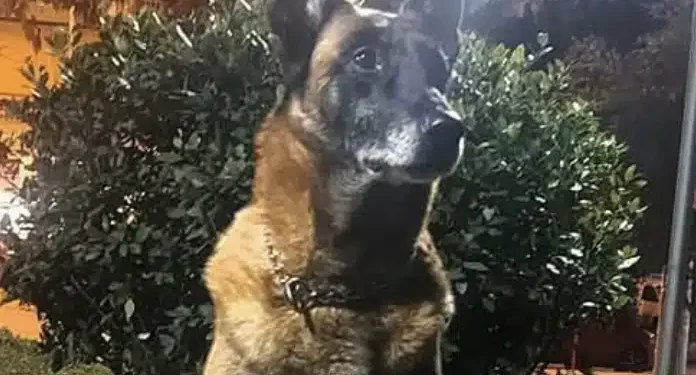 Λιμενικό: Θλίψη για τον θάνατο του Κανέλλου, του θρυλικού λαγωνικού Κ9 – «Μάγκας μέχρι την τελευταία στιγμή»