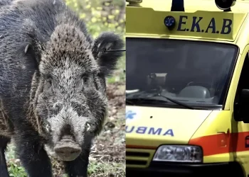 Κυνηγός δέχτηκε επίθεση από αγριογούρουνο – Στο νοσοκομείο ο άτυχος άνδρας