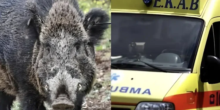 Κυνηγός δέχτηκε επίθεση από αγριογούρουνο – Στο νοσοκομείο ο άτυχος άνδρας