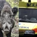 Κυνηγός δέχτηκε επίθεση από αγριογούρουνο – Στο νοσοκομείο ο άτυχος άνδρας