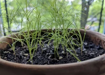 Το θεραπευτικό μπαχαρικό που αδυνατίζει και ρίχνει τη χοληστερόλη – 3 γpαμμάρια αρκούν