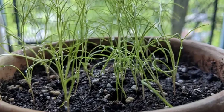 Το θεραπευτικό μπαχαρικό που αδυνατίζει και ρίχνει τη χοληστερόλη – 3 γpαμμάρια αρκούν