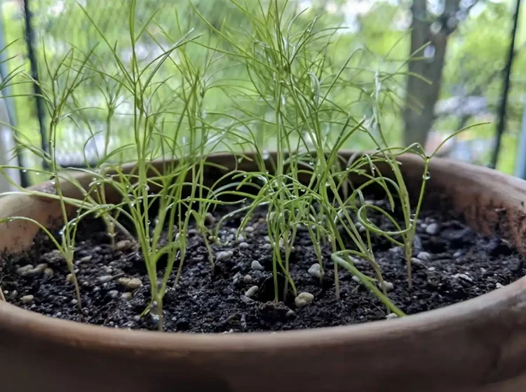 Το θεραπευτικό μπαχαρικό που αδυνατίζει και ρίχνει τη χοληστερόλη – 3 γpαμμάρια αρκούν