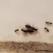 Η φυσική μυρωδιά που δεν αντέχουν με τίποτα οι κατσαρίδες και τα μυρμήγκια
