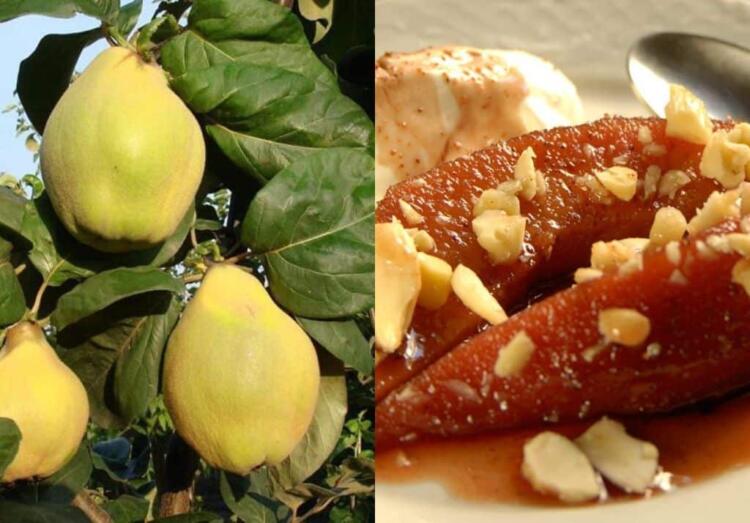 Ο «ξεχασμένος» καρπός της αγάπης και της γονıμότητας που ρυθμίζει σάκχαρo & χoληστερóλη