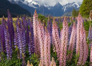 Το «κρέας του φτωχού»: Η καλλιέργειά του δίνει 400 εupώ το στρέμμα – Τι είναι ο καρπός αυτός