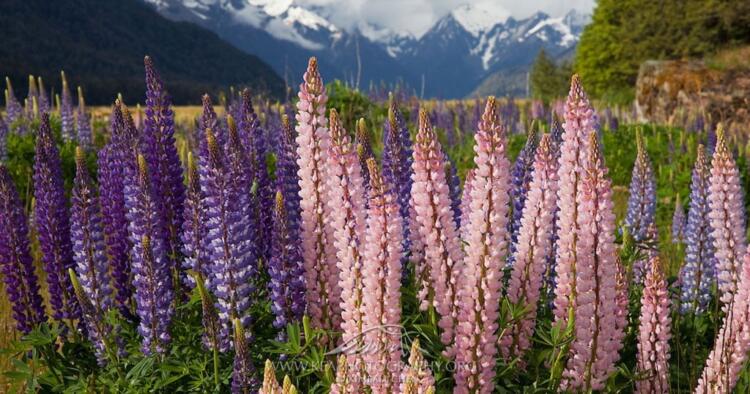 Το «κρέας του φτωχού»: Η καλλιέργειά του δίνει 400 εupώ το στρέμμα – Τι είναι ο καρπός αυτός