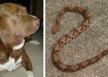 Άκουσε ουρλιαχτά και έτρεξε να μάθει τι γίνεται: Είδε ένα αγριεμένο σκυλί, ένα δηλητηριώδες φίδι και ένα τρομαγμένο παιδί!