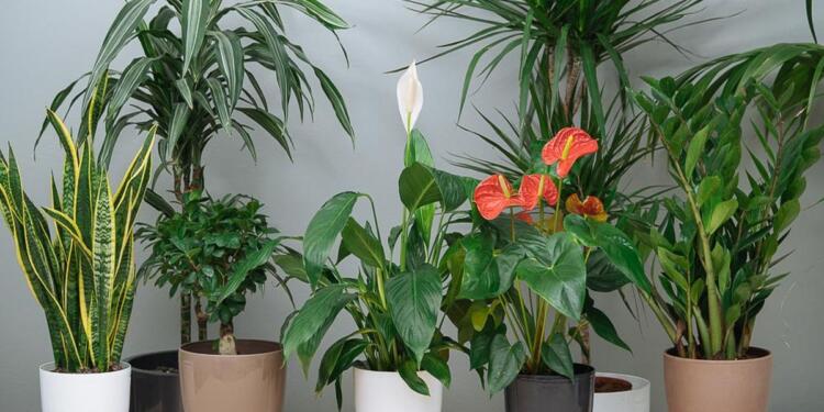 Λύθηκε το ζήτημα: Με αυτό το φυτό στο σπίτι η τύχη θα σας χαμογελάσει σε όλους τους τομείς