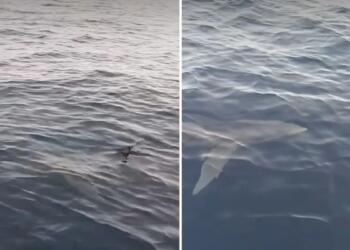 Αδιανόητο: Μεγάλος καρχαρίας σε θάλασσα στην Κέρκυρα (Βίντεο)