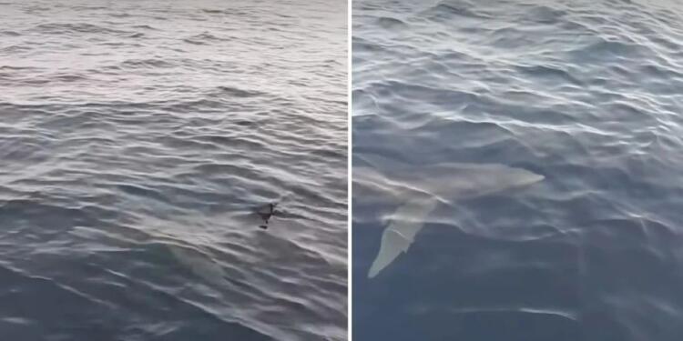 Αδιανόητο: Μεγάλος καρχαρίας σε θάλασσα στην Κέρκυρα (Βίντεο)