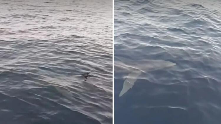 Αδιανόητο: Μεγάλος καρχαρίας σε θάλασσα στην Κέρκυρα (Βίντεο)