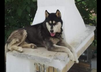 Δεν βρήκε δικαίωση η ψυχή του Όλιβερ: Στο αρχείο ο θάνατος του χάσκι στην Αράχωβα