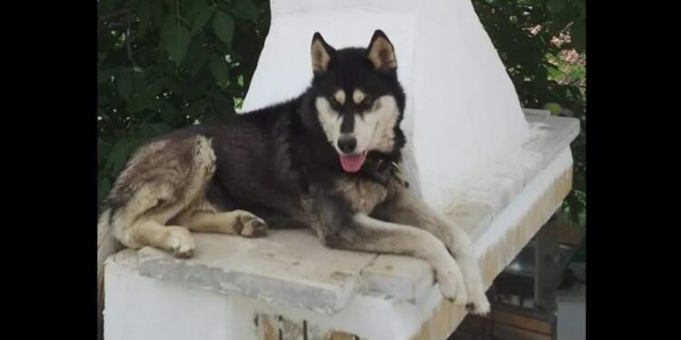 Δεν βρήκε δικαίωση η ψυχή του Όλιβερ: Στο αρχείο ο θάνατος του χάσκι στην Αράχωβα