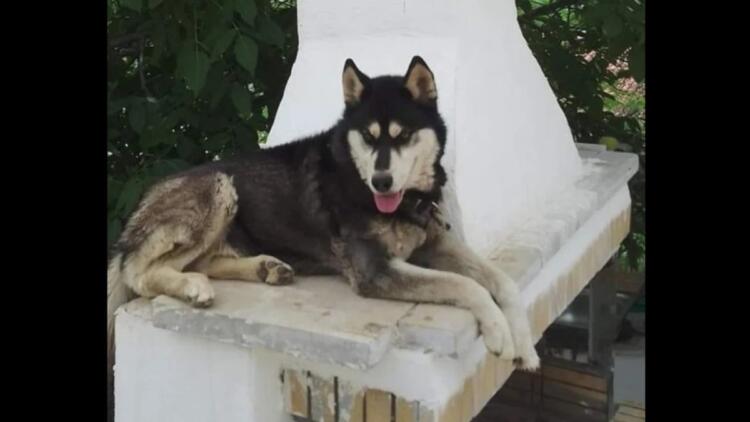 Δεν βρήκε δικαίωση η ψυχή του Όλιβερ: Στο αρχείο ο θάνατος του χάσκι στην Αράχωβα