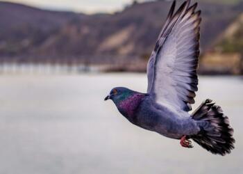 Φρίκη στις Σέρρες: Κάρφωσαν στη ράχη περιστεριού καλαμάκι από σουβλάκι (photo)