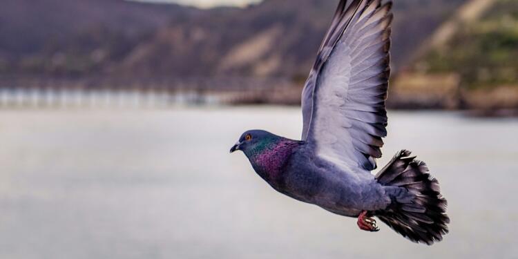 Φρίκη στις Σέρρες: Κάρφωσαν στη ράχη περιστεριού καλαμάκι από σουβλάκι (photo)