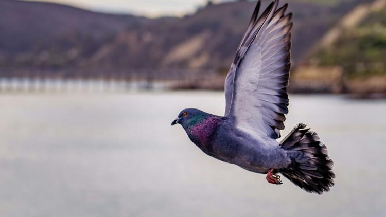 Φρίκη στις Σέρρες: Κάρφωσαν στη ράχη περιστεριού καλαμάκι από σουβλάκι (photo)