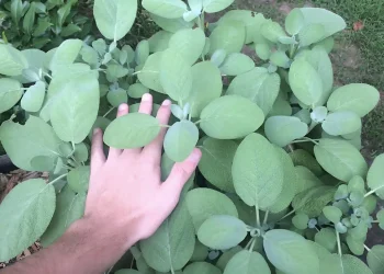 Το «φυτό της αθανασίας» που ρίχνει σάκχαρο και χοληστερίνη, προστατεύει από καρκίνο και ενισχύει τη μνήμη