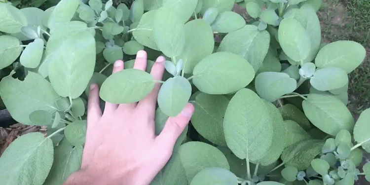 Το «φυτό της αθανασίας» που ρίχνει σάκχαρο και χοληστερίνη, προστατεύει από καρκίνο και ενισχύει τη μνήμη