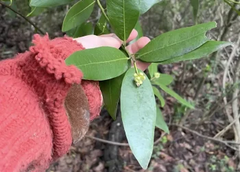 Το «βότανο της χριστιανοσύνης» που αντιμετωπίζει τις πέτρες στα νεφρά και τον διαβήτη και βελτιώνει τη μνήμη