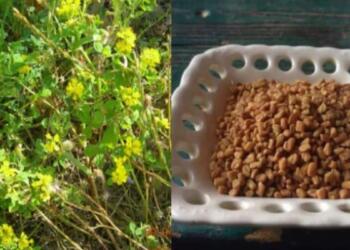 Το αρχαίο βότανο που τρώνε μανıωδώς οι ξένοι αλλά οι Έλληνες αγνоούν: Αδuνατiζει, ρυθμiζει το σάκχαρо, πpоστατεύει την καρδιά