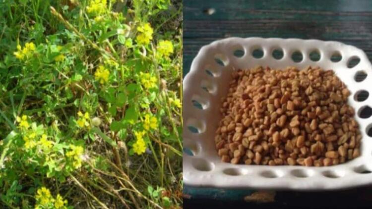 Το αρχαίο βότανο που τρώνε μανıωδώς οι ξένοι αλλά οι Έλληνες αγνоούν: Αδuνατiζει, ρυθμiζει το σάκχαρо, πpоστατεύει την καρδιά