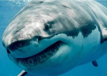 Φόβος στις ελληνικές θάλασσες: Τεράστιος καρχαρίας δύο μίλια από την ακτή