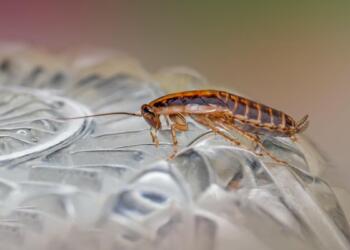1 απλό υλικό που υπάρχει σε κάθε μπάνιο: Εξαφανίστε κατσαρίδες και μυρμήγκια από το σπίτι