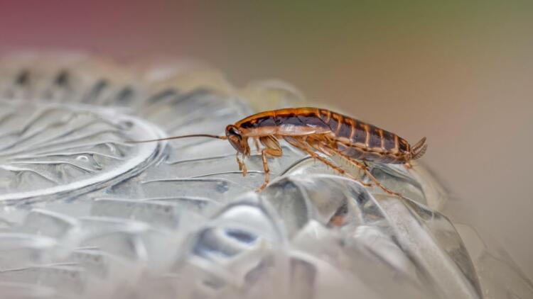 1 απλό υλικό που υπάρχει σε κάθε μπάνιο: Εξαφανίστε κατσαρίδες και μυρμήγκια από το σπίτι