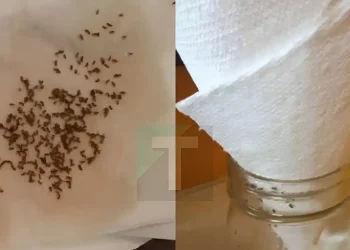 Πείτε αντίο στις σκνίπες και τα μυγάκια για τα καλά – Το κόλπο με την χαρτοπετσέτα αλλάζει τα πάντα