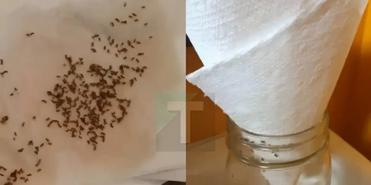Πείτε αντίο στις σκνίπες και τα μυγάκια για τα καλά – Το κόλπο με την χαρτοπετσέτα αλλάζει τα πάντα