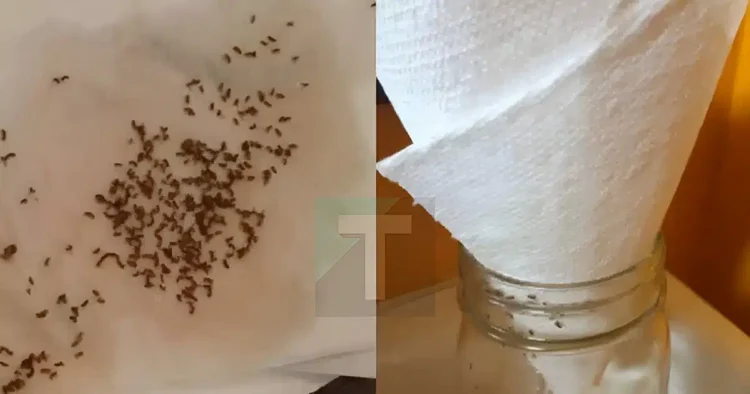 Πείτε αντίο στις σκνίπες και τα μυγάκια για τα καλά – Το κόλπο με την χαρτοπετσέτα αλλάζει τα πάντα