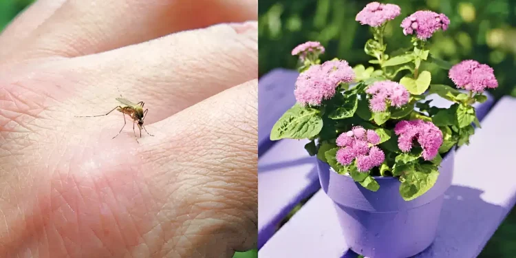 Τα αντικουνουπικά της φύσης: 10 φυτά για τον κήπο ή το μπαλκόνι σας, που διώχνουν τα κουνούπια το καλοκαίρι