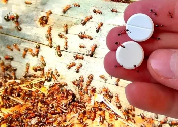 Παγίδα μυρμηγκιών: Πώς να απαλλαγείτε για πάντα από αυτά χωρίς να χρησιμοποιήσετε φυτοφάρμακα