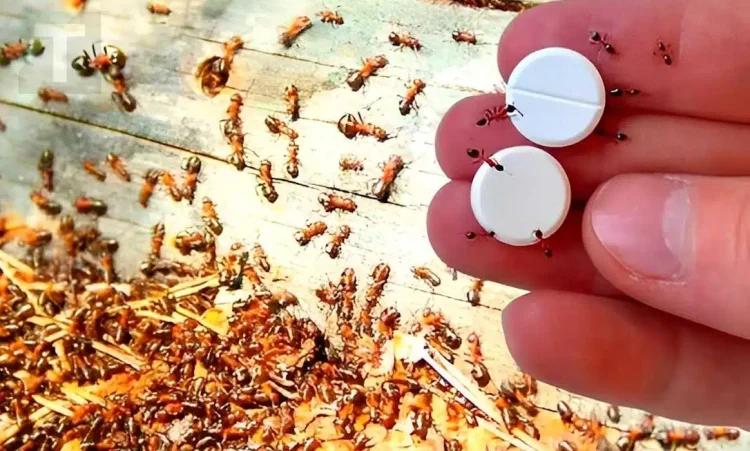 Παγίδα μυρμηγκιών: Πώς να απαλλαγείτε για πάντα από αυτά χωρίς να χρησιμοποιήσετε φυτοφάρμακα