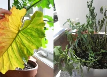 Γιατί μαραίνονται τα φυτά σας: 7 λάθη που κάνουν όλοι και κόλπα να είναι πάντα σαν την μέρα που τα αγοράσατε