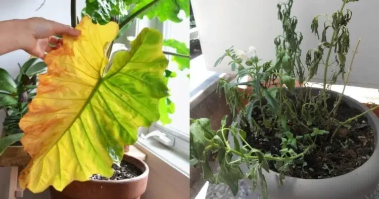 Γιατί μαραίνονται τα φυτά σας: 7 λάθη που κάνουν όλοι και κόλπα να είναι πάντα σαν την μέρα που τα αγοράσατε