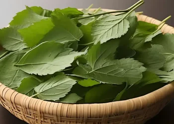 Το φύλλο που μειώνει τον διαβήτη, την αρτηριακή πίεση, τερματίζει τον πόνο στο σώμα, τη χοληστερόλη και εξαλείφει την κακή κυκλοφορία του αίματος