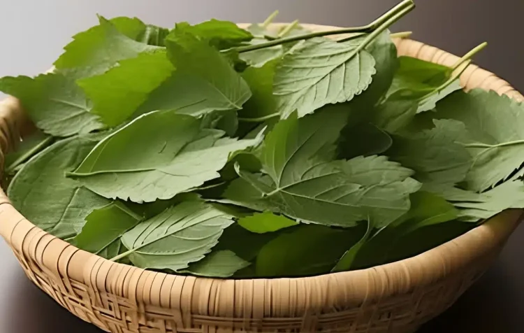 Το φύλλο που μειώνει τον διαβήτη, την αρτηριακή πίεση, τερματίζει τον πόνο στο σώμα, τη χοληστερόλη και εξαλείφει την κακή κυκλοφορία του αίματος