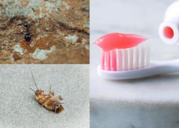 Εξαφανίστε κατσαρίδες και μυρμήγκια μια για πάντα: Το τρομερό κόλπο με την οδοντόκρεμα