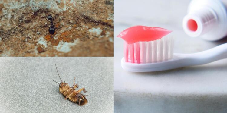 Εξαφανίστε κατσαρίδες και μυρμήγκια μια για πάντα: Το τρομερό κόλπο με την οδοντόκρεμα